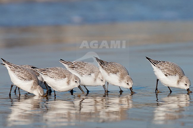 Foeragerende Drieteenstrandlopers in eerste winterkleed; Foraging Sanderlings in first winter plumage stock-image by Agami/Arnold Meijer,