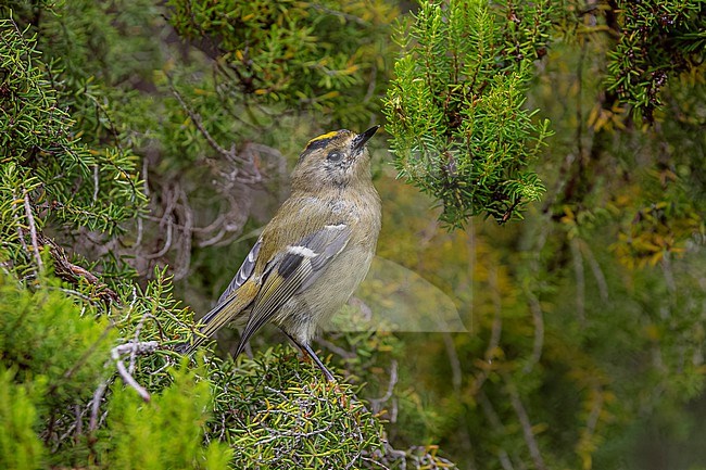 Azores Goldcrest (Regulus azoricus azoricus) perched in a bush at Furnas lake, Sao Miguel, Azores, Portugal. stock-image by Agami/Vincent Legrand,