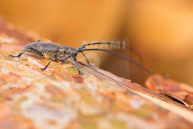 Monochamus galloprovincialis cinerascens - Pine Sawyer - Gefleckter Langhornbock, Russia (Baikal), imago, male stock-image by Agami/Ralph Martin,