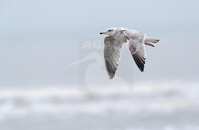 Third calender year European Herring Gull (Larus argentatus) in the Netherlands. Flying along the North Sea coast. stock-image by Agami/Marc Guyt,