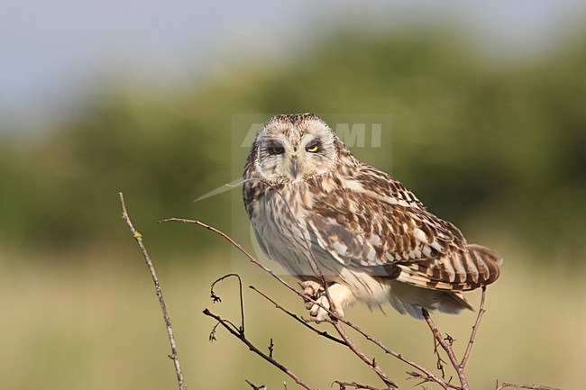 Velduil zittend in tak; Short-eared Owl perched on low bush stock-image by Agami/Chris van Rijswijk,