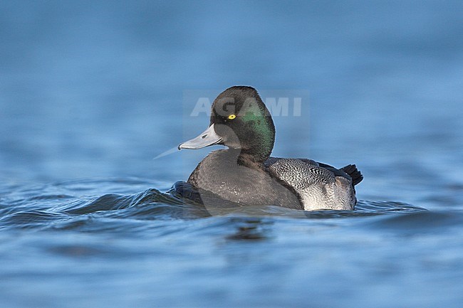 Lesser Scaup (Aythya affinis) swimming in a lagoon in Victoria, BC, Canada. stock-image by Agami/Glenn Bartley,