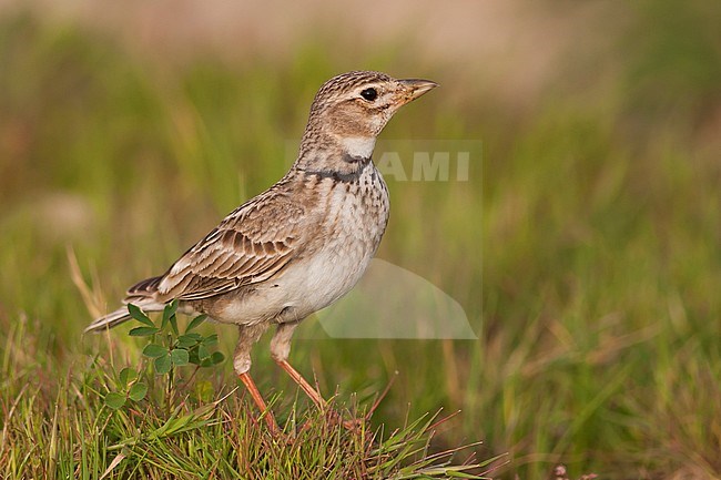 Calandra Lark (Melanocorypha calandra ssp. hebraica); Turkey, adult stock-image by Agami/Ralph Martin,