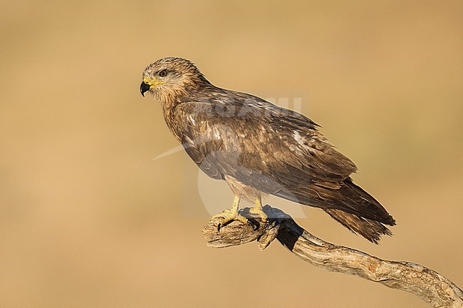 Black Kite (Milvus migrans) in Spain stock-image by Agami/Alain Ghignone,