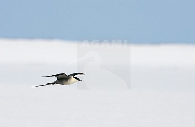 Kleinste Jager in vlucht; Long-tailed Skua in flight stock-image by Agami/Markus Varesvuo,