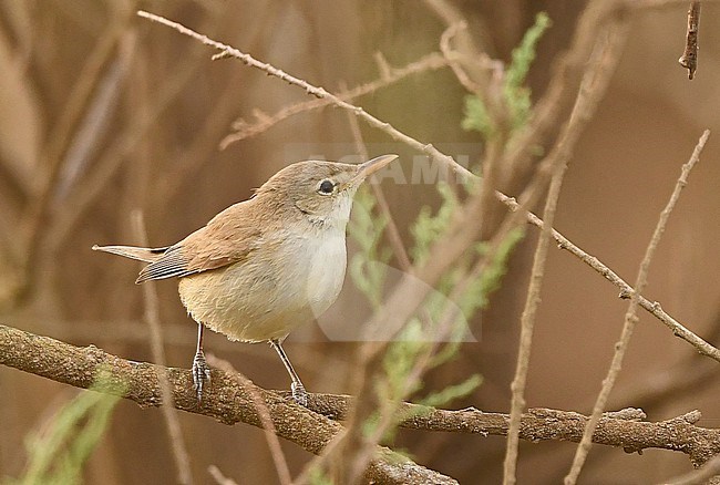 Western Olivaceous Warbler (Iduna opaca) at Oued Massa, Morocco stock-image by Agami/Eduard Sangster,