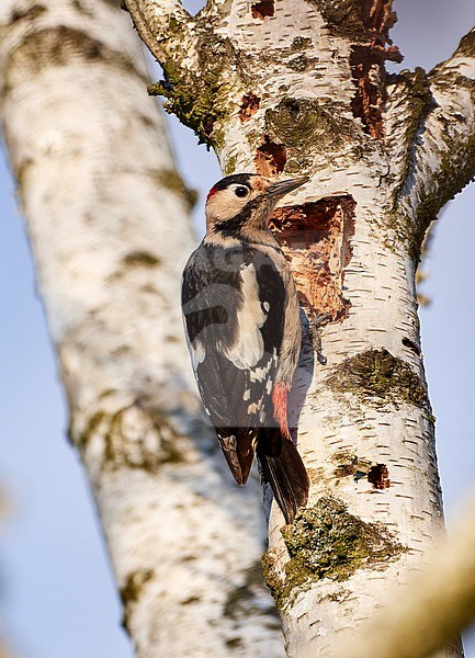 Male Syrian Woodpecker (Dendrocopos syriacus) perched on a birch trunk, Czechia stock-image by Agami/Tomas Grim,