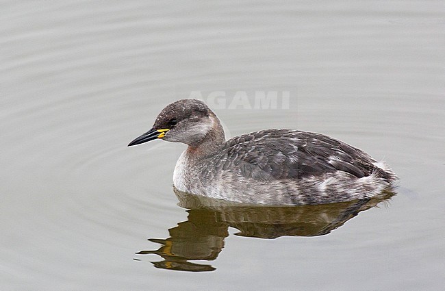 Adult winter Red-necked Grebe (Podiceps grisegena) wintering in sea harbour in The Netherlands. stock-image by Agami/Edwin Winkel,