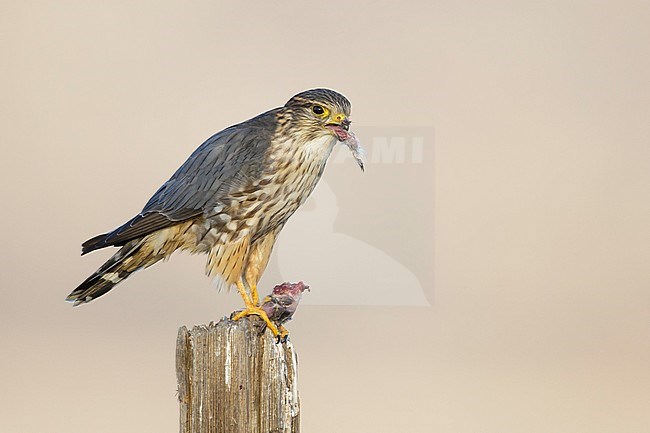 Adult male American Merlin (Falco columbarius columbarius) wintering in Riverside County, California, in November. Perched on a dead branch against a pale brown background. stock-image by Agami/Brian E Small,