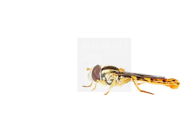 Long hoverfly, Sphaerophoria scripta stock-image by Agami/Wil Leurs,