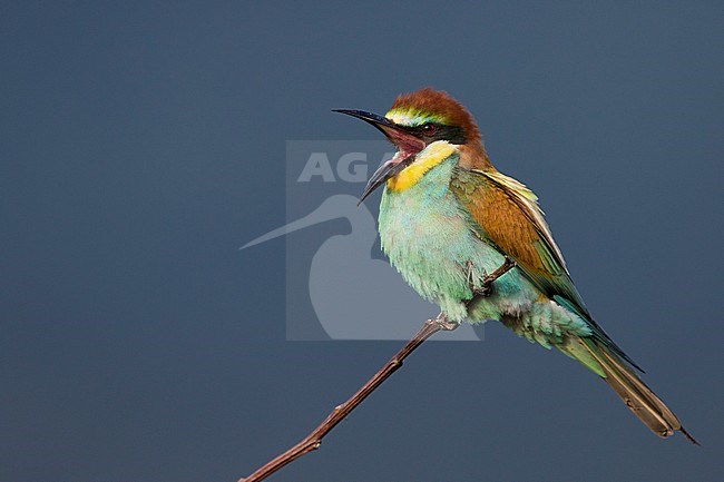 European Bee-eater - Bienenfresser - Merops apiaster, Germany, adult stock-image by Agami/Ralph Martin,