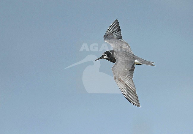 Black Tern (Chlidonias niger), adult in flight, seen from the side, showing upper wings. stock-image by Agami/Fred Visscher,