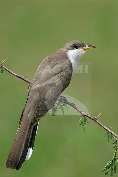 Adult
Galveston Co., TX
May 2005 stock-image by Agami/Brian E Small,