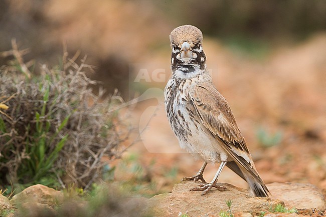 Thick-billed Lark (Ramphocoris clotbey), adult standing on the ground stock-image by Agami/Saverio Gatto,