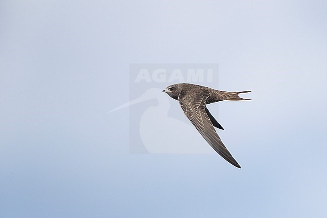 Juvenile Common Swift (Apus apus) in flight on migration at Falsterbo, Sweden. stock-image by Agami/Helge Sorensen,