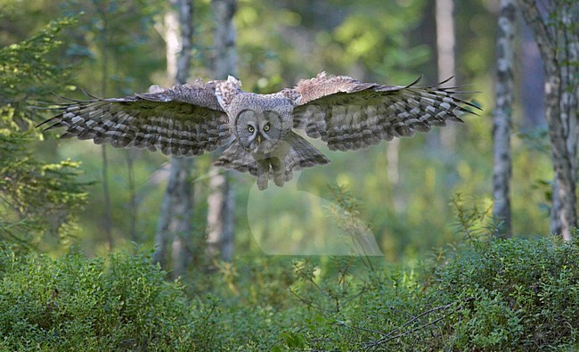 Laplanduil vliegend; Great Grey Owl flying stock-image by Agami/Jari Peltomäki,