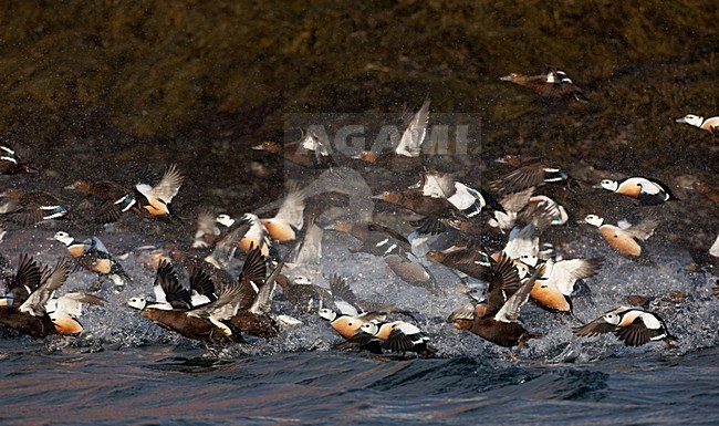 Stellers Eider; Steller's Eider; Polysticta stelleri stock-image by Agami/Hugh Harrop,