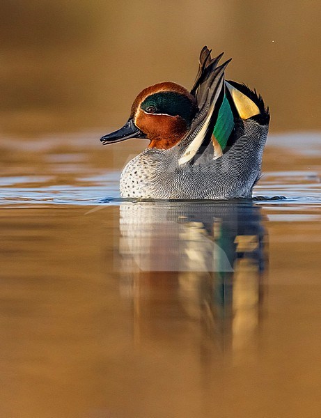 Eurasian Teal (Anas crecca) in Italy. stock-image by Agami/Daniele Occhiato,