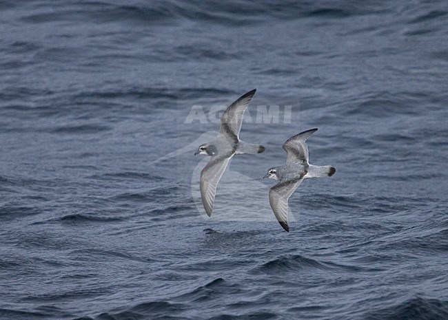 Pair of Antarctic Prion flying over the sea; twee Antarctische Prion vliegend boven zee stock-image by Agami/Marc Guyt,