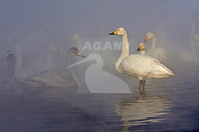 Wintering Whooper Swans (Cygnus cygnus) on Hokkaido, Japan stock-image by Agami/Pete Morris,