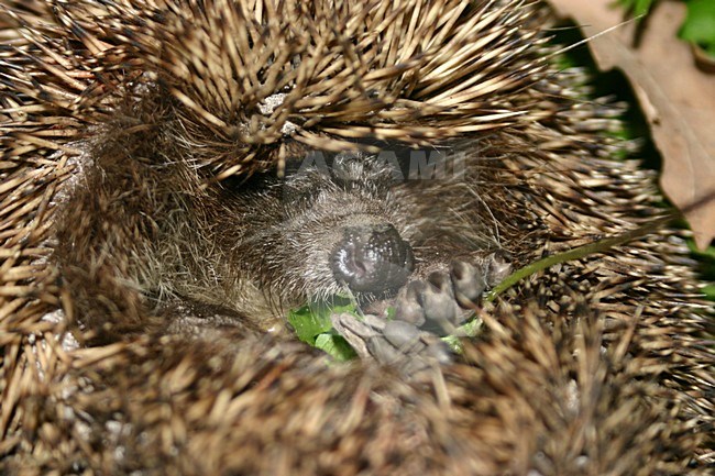 Slapende egel, Sleeping hedgehog stock-image by Agami/Menno van Duijn,