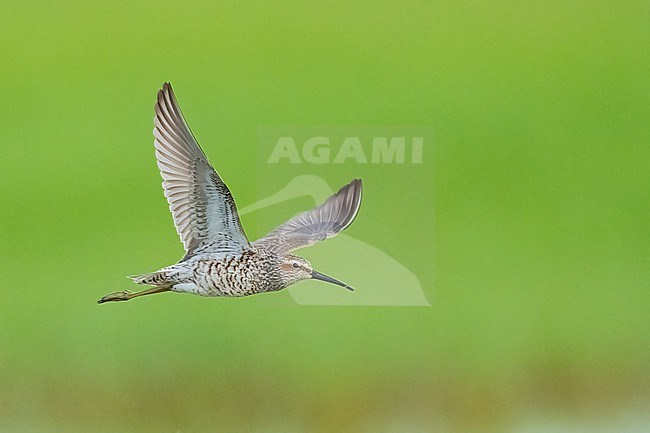 Adult breeding 
Galveston Co., TX
May 2023 stock-image by Agami/Brian E Small,