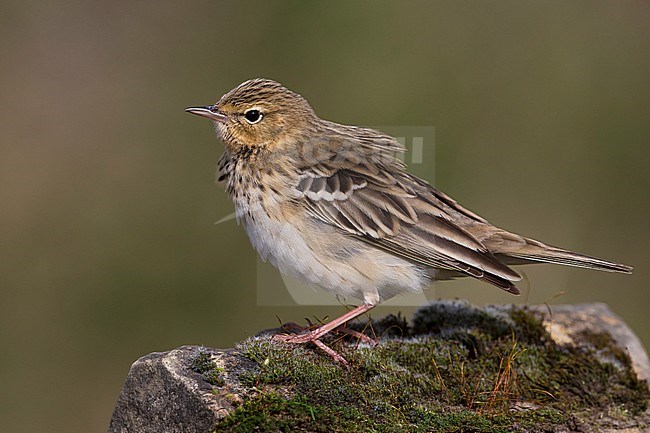 Boompieper, Tree Pipit stock-image by Agami/Daniele Occhiato,