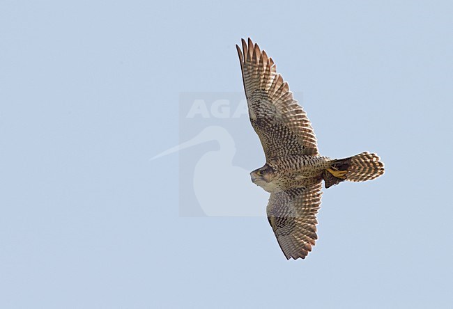 Vrouwtje Lannervalk in vlucht, Female Lanner falcon in flight stock-image by Agami/Markus Varesvuo,