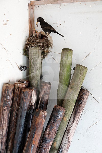 Merel; Eurasian Blackbird stock-image by Agami/Chris van Rijswijk,