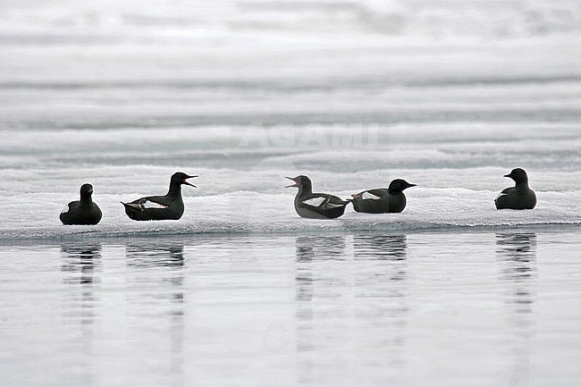 Black Guillemots (Cepphus grylle) during artctic summer resting on ice in Svalbard, arctic Norway. stock-image by Agami/Pete Morris,