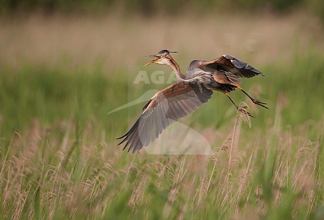 Volwassen Purperreiger roepend in vlucht; Adult Purple Heron calling in flight stock-image by Agami/Han Bouwmeester,