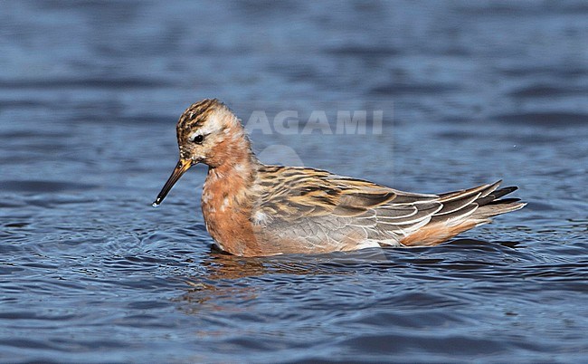 Blotchy individual of a Red Phalarope (Phalaropus fulicarius) swimming on a freshwater pond in North America. stock-image by Agami/Brian Sullivan,