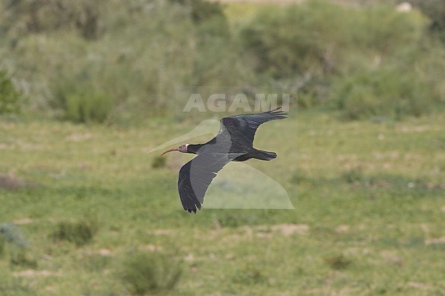 Northern Bald Ibis adult flying; Heremietibis volwassen vliegend stock-image by Agami/Daniele Occhiato,