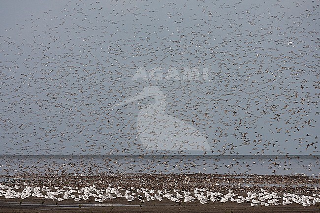 Grote groepen vogels in Westhoek; Bird flocks at Westhoek stock-image by Agami/Marc Guyt,