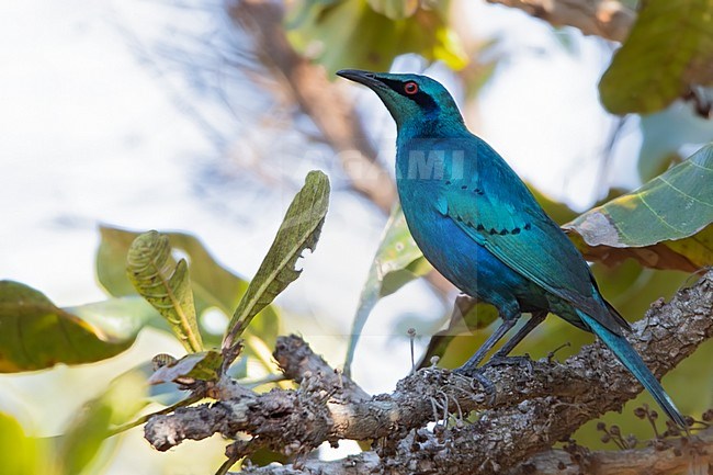 Sharp-tailed Starling (Lamprotornis acuticaudus), also known as the sharp-tailed glossy-starling,  perched on a branch in Angola. stock-image by Agami/Dubi Shapiro,
