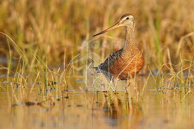 Rode Grutto, Hudsonian Godwit stock-image by Agami/Glenn Bartley,