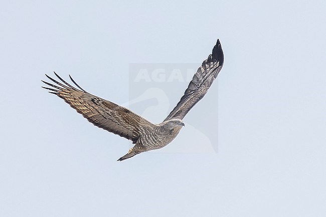 Female Crested Honey Buizzard (Pernis ptilorhyncus) flying over Abşeron Milli Parkı-Absheron National Park , Azerbijan. stock-image by Agami/Vincent Legrand,