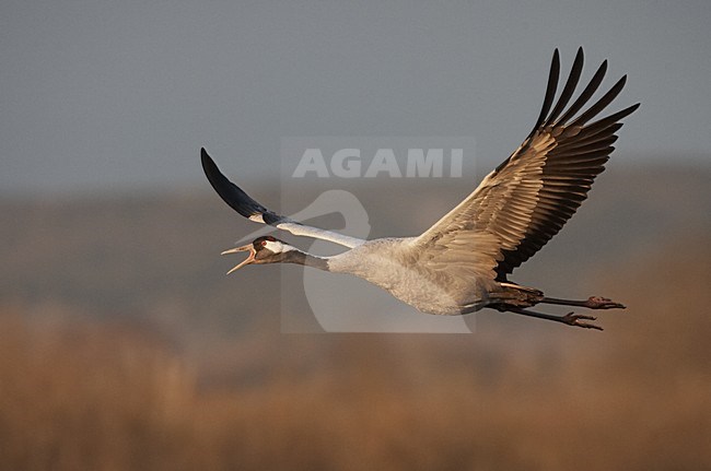 Common Crane adult flying; Kraanvogel volwassen vliegend stock-image by Agami/Jari Peltomäki,