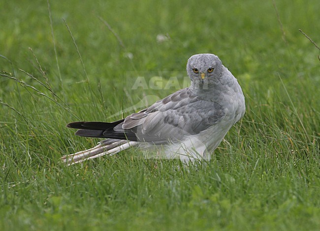 Hen Harrier male perched, Blauwe Kiekendief man zittend stock-image by Agami/Reint Jakob Schut,