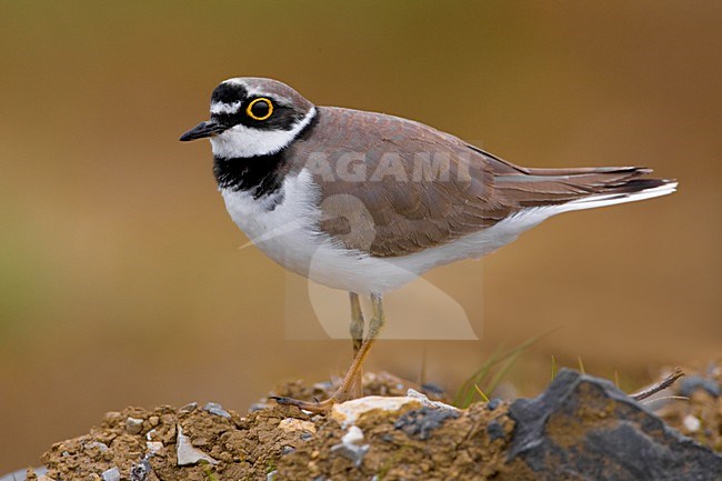 Kleine Plevier in zit; Little Ringed Plover on the ground stock-image by Agami/Daniele Occhiato,