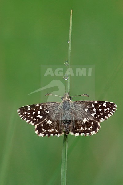 Aardbeivlinder, Grizzled Skipper stock-image by Agami/Theo Douma,