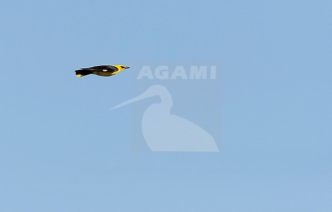 European Golden Oriole, Oriolus oriolus, in Europe. stock-image by Agami/Marc Guyt,