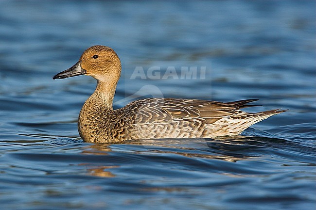 Northern Pintail (Anas acuta) swimming in Victoria, BC, Canada. stock-image by Agami/Glenn Bartley,