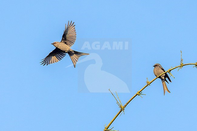 Ashy Drongos (Dicrurus leucophaeus) at Doi Inthanon NP, Thailand stock-image by Agami/David Monticelli,