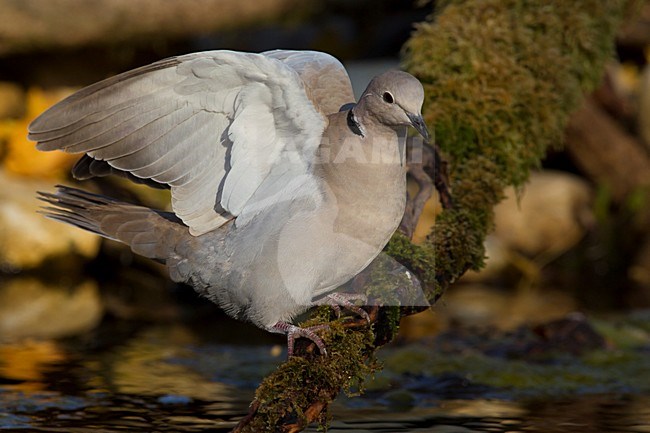 Turkse Tortel met gestrekte vleugels, Eurasian Collared Dove with wings stretched stock-image by Agami/Daniele Occhiato,