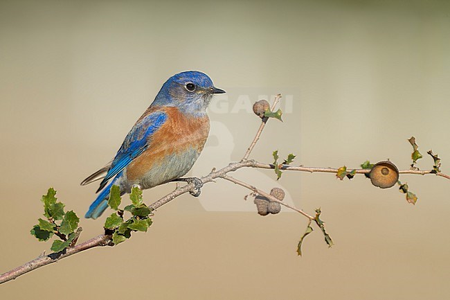 Adult male
Santa Barbara Co., CA
November 2022 stock-image by Agami/Brian E Small,