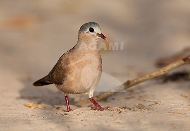Staalvlekduif, Blue-spotted Wood Dove, Turtur afer stock-image by Agami/Marc Guyt,