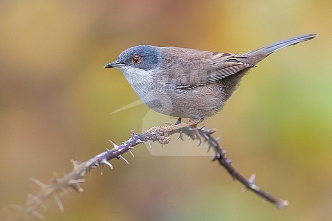 Sardinian Warbler (Sylvia melanocephala) immature wintering in Italy stock-image by Agami/Daniele Occhiato,