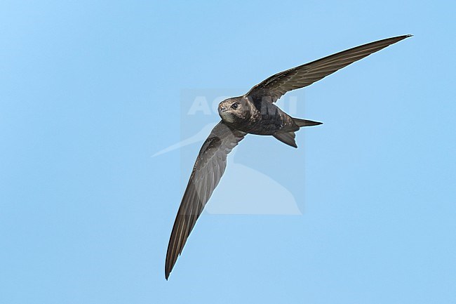 Common Swift (Apus apus) flying agains blue sky in Bulgaria. stock-image by Agami/Marcel Burkhardt,