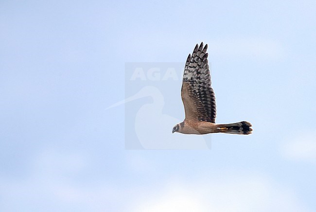First-winter Pallid Harrier (Circus macrourus) in flight over fields of Falsterbo, Skåne, Sweden. Autumn migrant. stock-image by Agami/Helge Sorensen,